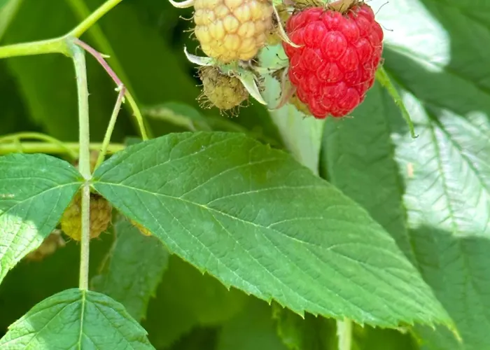 Lalzi Apartament Durrës